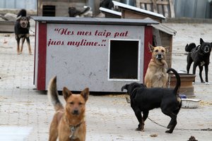 Svajojate apie augintinį iš prieglaudos – šie patarimai padės galutinai apsispręsti