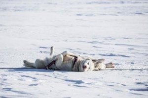Atskleidė, kas alina augintinių imunitetą ir simptomus, kad reikėtų sunerimti: patarimai padės išvengti grėsmės