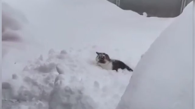 Į sniego pusnį – it į šiltą guolį: katinas savo elgesiu nustebino net patį šeimininką