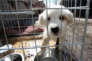 45 šunis kankinęs ir žiauriai su jais elgęsis veisėjas išgirdo teismo sprendimą, kurio skųsti nebegalės