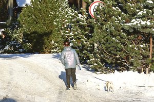 Kauniečiai sunerimo dėl druska barstomų parko takų: dendrologas paaiškino, kam ji kenkia labiausiai