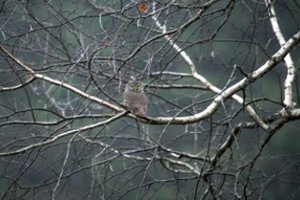 Technologijos gelbėja ir ornitologams: padeda atskleisti netikėtų faktų apie Lietuvos paukščius