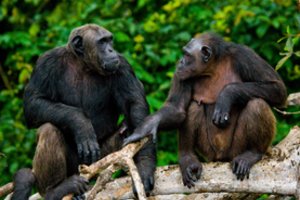 Pabėgusios šimpanzės gaus karšto šokolado