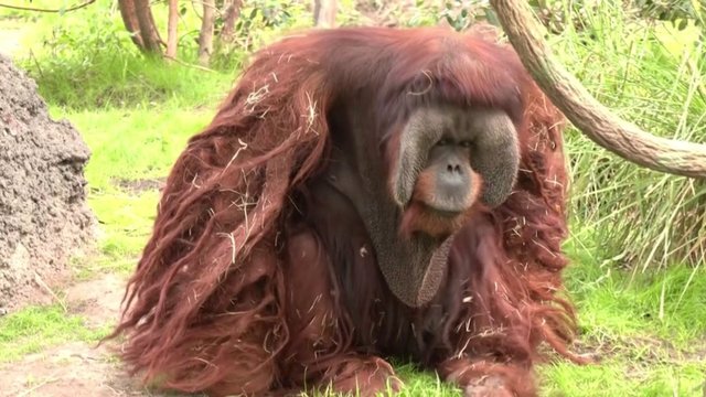Pamatykite seniausią Šiaurės Amerikos patiną orangutaną: praėjusią savaitę jam sukako 45-eri