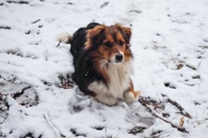 Į srutų šulinį įkritusį šunį Rokiškio rajone puolė gelbėti ugniagesiai