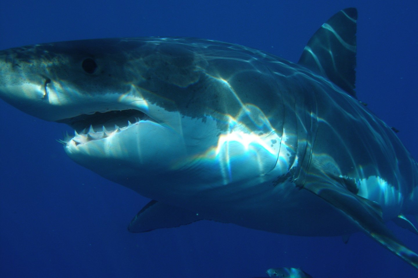Australijos nacionalinė mokslo agentūra vandenyno gelmėse aptiko kai ką labai netikėto: ryklių kapines, pilnas suakmenėjusių dantų, kurių amžius siekia milijonus metų.<br>Wikimedia commons