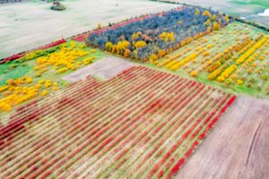Ant „sofos“ ūkininkų planuojama padėti „kryželį“