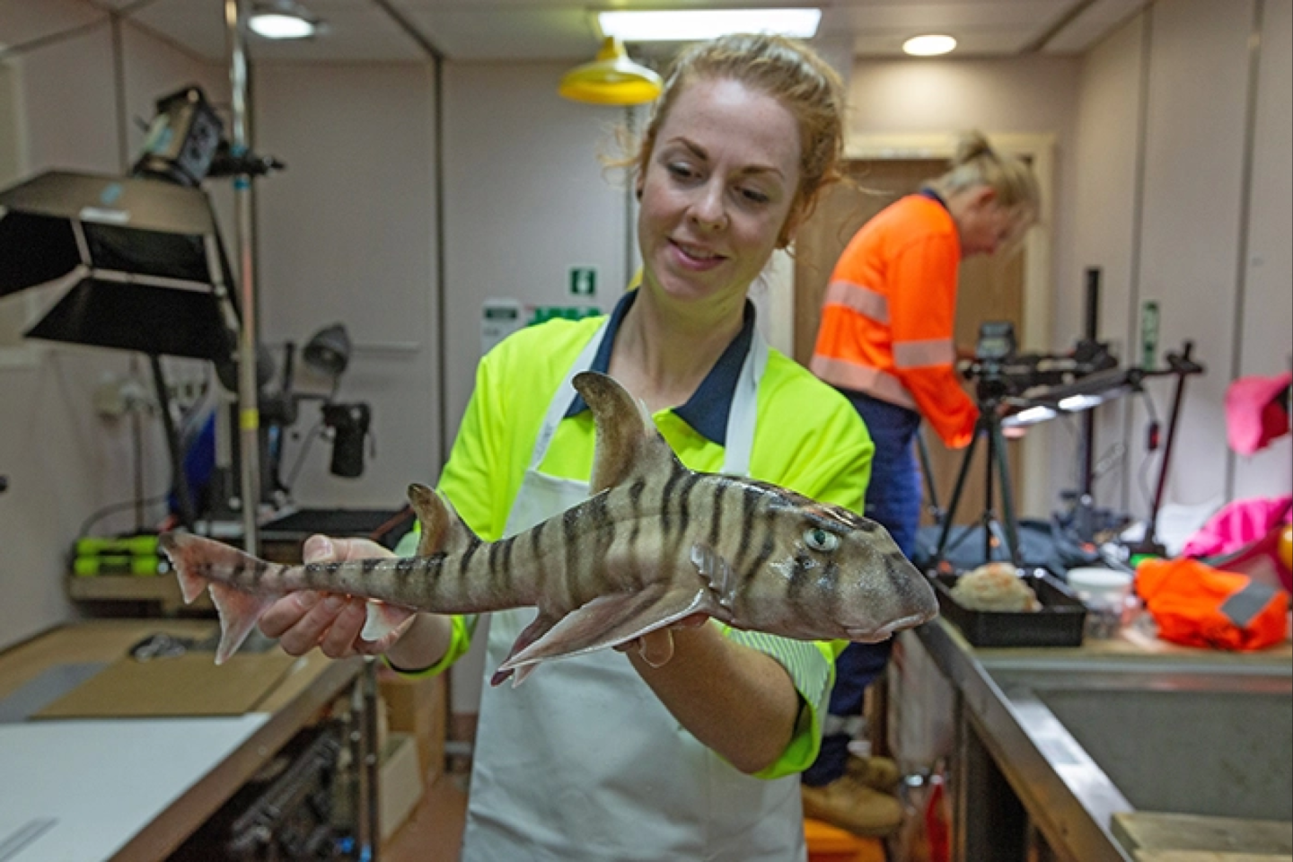 Kapines radęs CSIRO mokslinių tyrimų laivas „Investigator“ aptiko naują ryklių rūšį.<br>CSIRO nuotr.