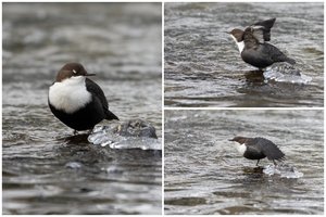 Vilniuje pasirodė itin retai sutinkamas paukštis: tokį pamatyti pasiseka ne kiekvienam