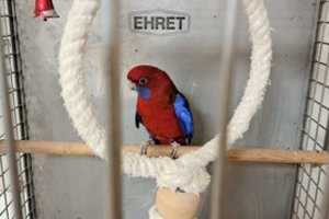 Įkliuvo neteisėtai papūgomis prekiavęs asmuo: vieną paukštį pats atvežė aplinkosaugininkams