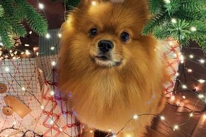 Įspėja, kokie šventinio stalo gardėsiai yra toksiški augintiniams: pavojų gali kelti ir dekoracijos