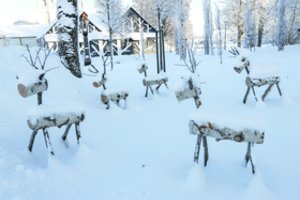 Tytuvėnai tapo briedžių sostine: miestą puoš ne tik per Kalėdas
