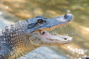 Australas beveik 24 valandas išgyveno vandenyse, kuriuose knibžda ryklių ir krokodilų