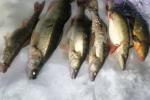 Utenos aplinkosaugininkams įkliuvo tinklininkai: žalos žuvų ištekliams padaryta už 1300 eurų