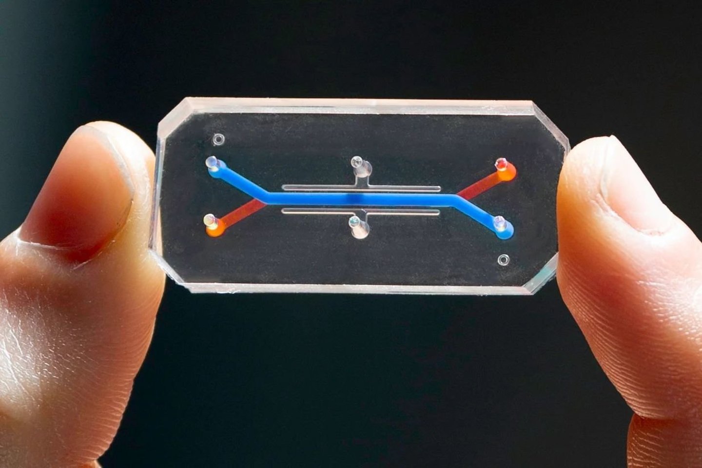  Organų lustai - tai mikrofluidiniai prietaisai su gyvomis žmogaus ląstelėmis, skirti vaistų kūrimui, ligų modeliavimui ir personalizuotai medicinai.<br> Wysso instituto nuotr.