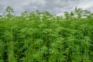 Seimas leido auginti daugiau pluoštinių kanapių