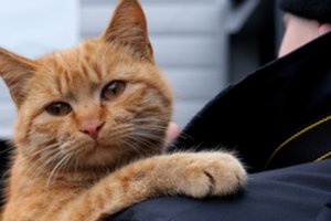 Donecko policijos pajėgose – keturkojis pareigūnas, išgelbėtas iš rusų sugriauto kaimo