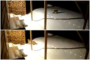 Ignalinos rajone apsilankė itin žavinga viešnia: neišgąsdino net šviesos