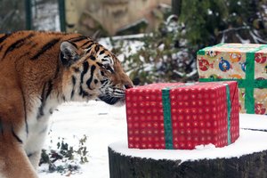 Atnaujinamo Lietuvos zoologijos sodo gyvūnams – irgi Kalėdos: viena rūšis sulauks ypatingo dėmesio  