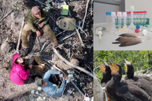 Inovatyvūs tyrimai Baltijos jūroje: vandens taršą nustato tirdami paukščių plunksnas