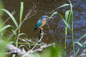Tyrimas: Lietuvoje sparčiai mažėja kai kurių saugomų paukščių, bet aptikta retų augalų