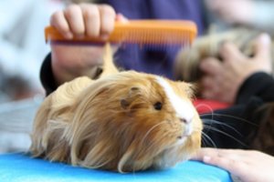 Kaune į gaisrą atskubėję ugniagesiai išgelbėjo jūrų kiaulytės gyvybę