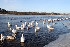 Pagalba paukščiams žiemą: svarbi ne tik užuovėja, bet ir tinkamas lesalas