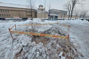 Už nelegaliai nupjautą ąžuolą įmonė turės atlyginti 60 tūkst. eurų viršijančią žalą 