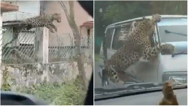 Užfiksuotas Indijos mieste siautėjęs įniršęs leopardas: pranešama apie 15 sužeistųjų