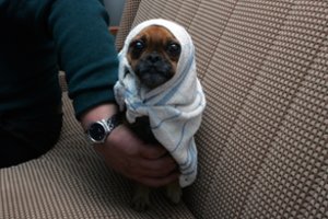 Sužvėrėję rusai ukrainiečiams keršija kankindami jų augintinius: šunis kala prie tvorų, dėl pramogos smaigsto peiliais