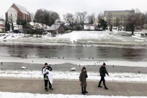 Kėdainių centre – prišalusios gulbės gelbėjimas: paukštį gydys ukrainietės