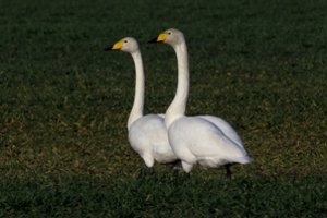 Aplinkos ministerija dalijasi įdomiausiais 2022-ųjų pranešimais: nuo lubose augančių grybų iki prašymų palydėti gulbę į ežerą