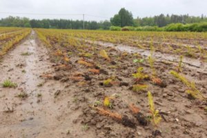 Staigūs orų pokyčiai – grėsmė miškui: medžius labiau puola kenkėjai, jie skursta