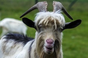 Nustatė pažeidimus dėl avių ir ožkų: nėra nurodyta tėvo informacija