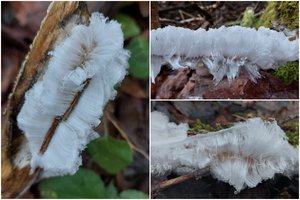 Itin įdomus reiškinys, kuris subyra vos prisilietus: Vakarų Lietuvoje užfiksuoti šalčio ūsai