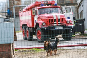 Bėda po vieną nevaikšto: ugniagesiai skubėjo gelbėti šuns ir katės