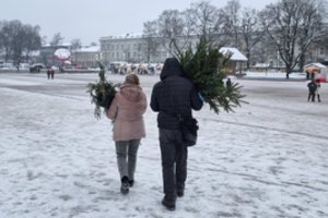 Miškininkai pataria, kaip su kalėdiniu medeliu elgtis po švenčių