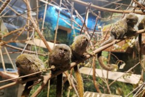 Vilniaus zoologijos sode gimė mažiausių beždžionių pasaulyje jaunikliai: dydžiu prilygsta žmogaus nykščiui
