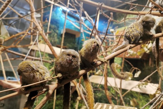 Vilniaus zoologijos sode gimė mažiausių beždžionių pasaulyje jaunikliai: dydžiu prilygsta žmogaus nykščiui