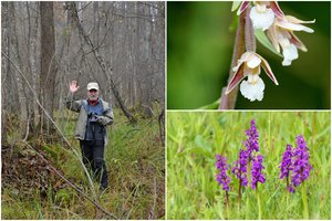 Alytiškis įamžino visas laukines Lietuvoje augančias orchidėjas: rečiausios iš jų – sudėtos į kalendorių