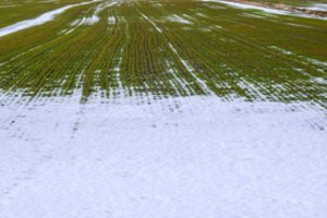 Permainingi žiemos orai kelia rizikų pasėliams ir augalams