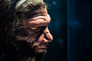 Atrado dar vieną šiuolaikinių žmonių ir neandertaliečių panašumą – tai „Piterio Peno“ smegenys