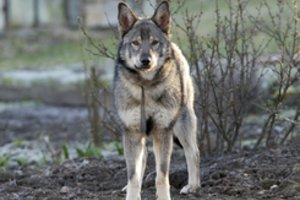 Įspėja trokštančius egzotiško augintinio: laukinio gyvūno hibridams tai reiškia nuosprendį