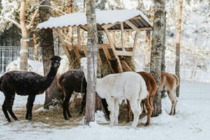 Aktyvios žiemos pramogos Lietuvoje: kur vykti, kai spaudžia šaltukas?