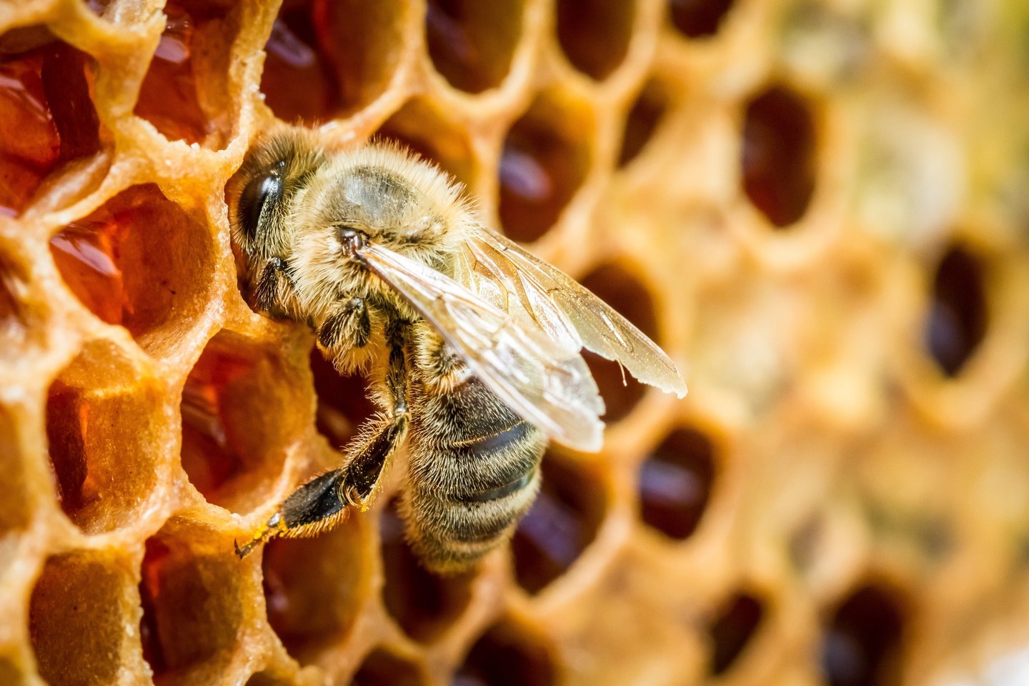  Bitininkai Jungtinėse Valstijose netrukus galės gauti vakciną, kuri gali išgelbėti jų avilius nuo labiausiai niokojančios ligos, su kuria šiuo metu susiduria medunešės bitės.<br>123rf nuotr.