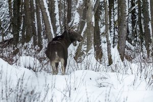Neteisėtai sumedžiotas briedis kainuos brangiai: vien žala gamtai siekia beveik 7 tūkst. eurų