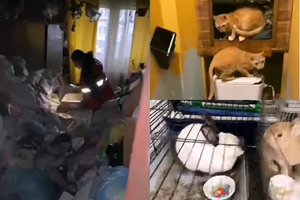 Dviejų kambarių bute išvydo šokiruojantį vaizdą: 28 kankinti augintiniai išgelbėti iš jau ne kartą už tai baustos alytiškės