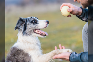 Mokslas sufleruoja: turėti augintinį – sveika