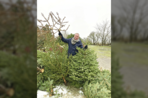 Nupuoštos eglutės keliauja ne tik į ugnį: išradingi kauniečiai joms suteikia kitokį gyvenimą