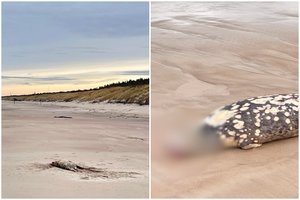 Tragiškas vaizdas Palangos paplūdimyje: vėl rastas ruonis be galvos